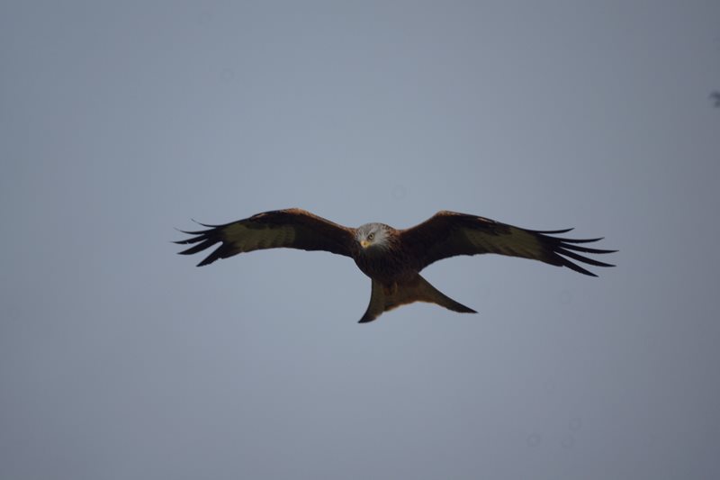 Red Kite by Marc Ruddock