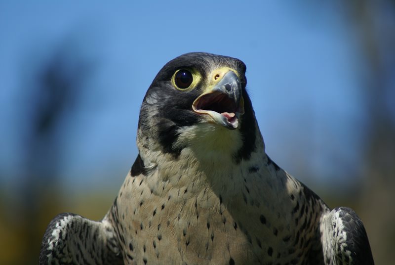 Peregrine Falcon by Marc Ruddock