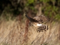 Hen Harrier by Shay Connolly