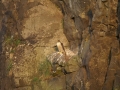 Peregrine Falcon by Marc Ruddock