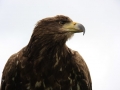 White Tailed Eagle by Marc Ruddock