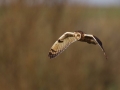 Short Eared Owl by Shay Connolly
