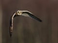 Short Eared Owl by Shay Connolly