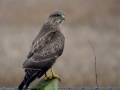 Common Buzzard by Christine Cassidy