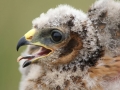 Hen Harrier by Marc Ruddock