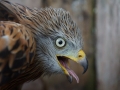 Red Kite by Marc Ruddock