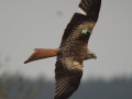 Red Kite by Marc Ruddock