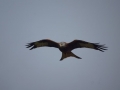 Red Kite by Marc Ruddock