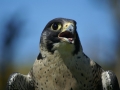 Peregrine Falcon by Marc Ruddock