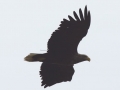 White Tailed Eagle by Marc Ruddock