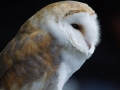 Barn Owl by Marc Ruddock