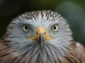 Red Kite by Marc Ruddock