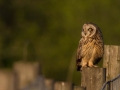 Short Eared Owl by Shay Connolly