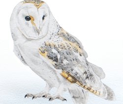 Barn Owl