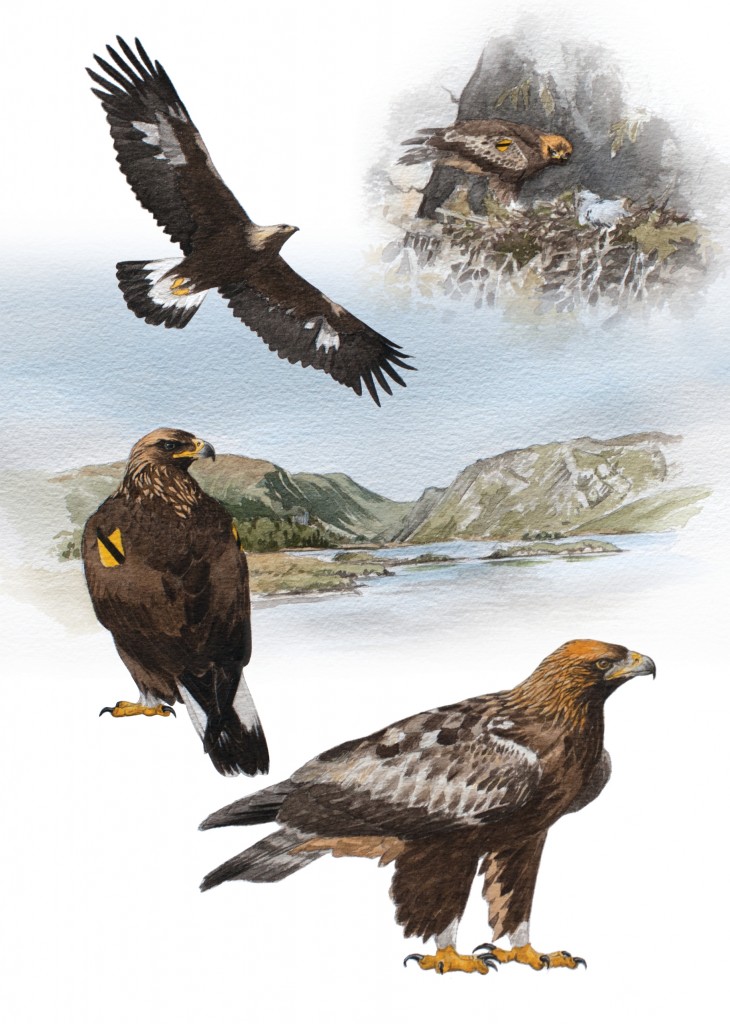 Golden Eagle