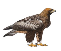 Golden Eagle