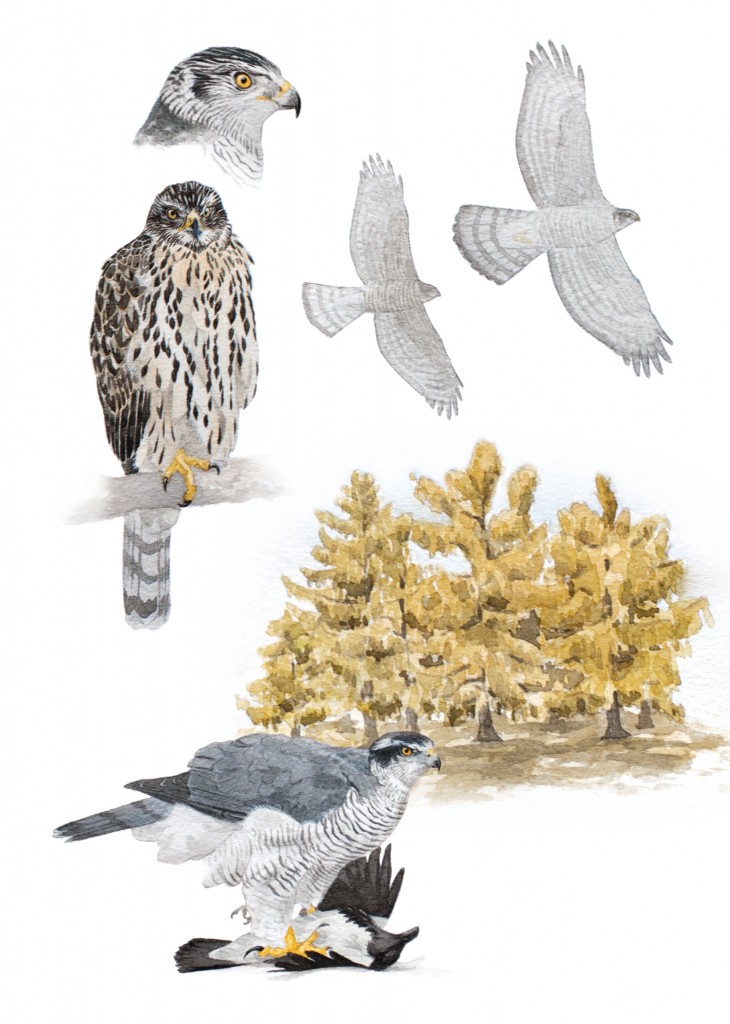 Goshawk