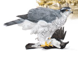 Goshawk