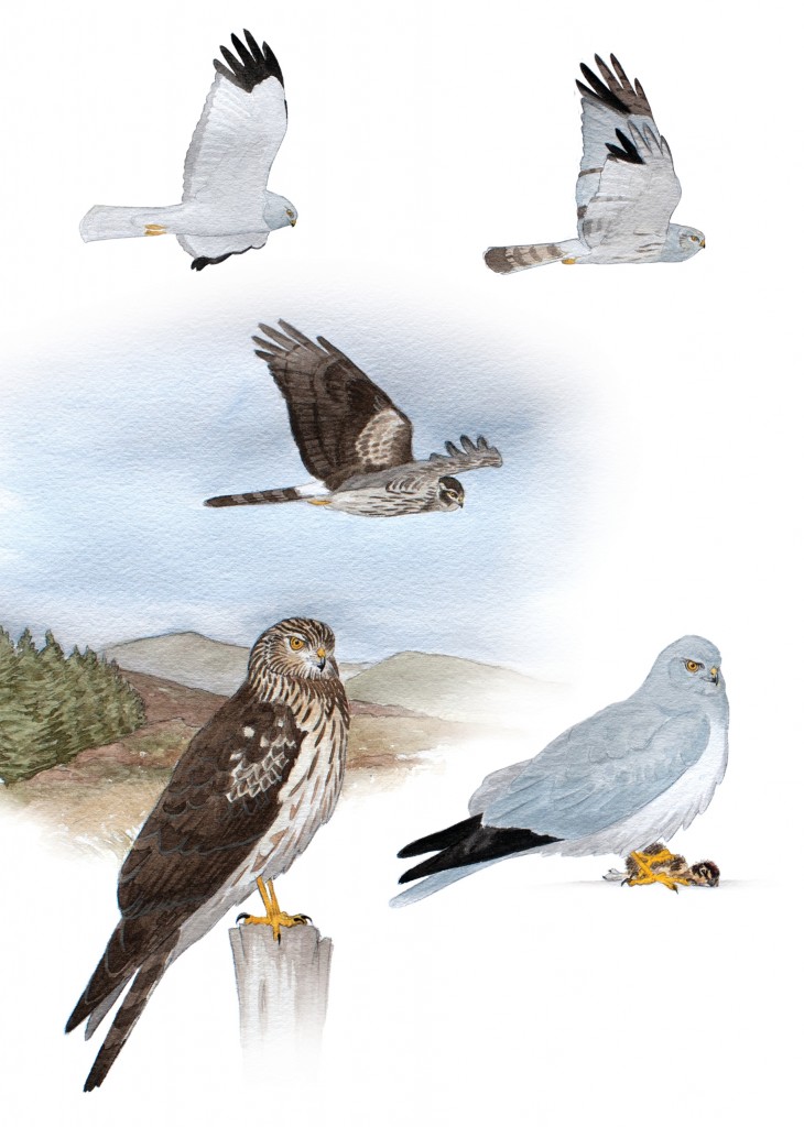 Northern Harrier Male Vs Female Northern Harrier Male Vs Female