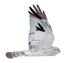 Hen Harrier