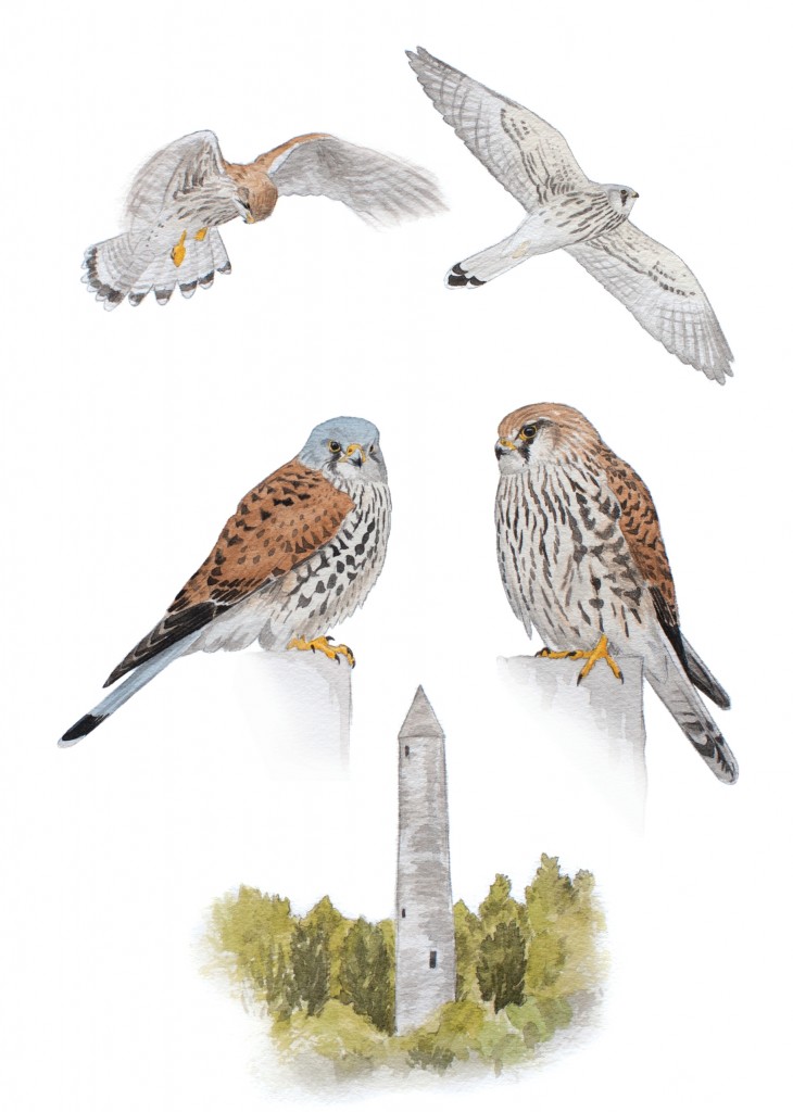 Kestrel