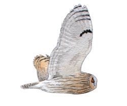 Long-eared Owl