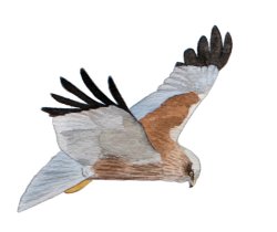 Marsh Harrier