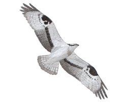 Osprey
