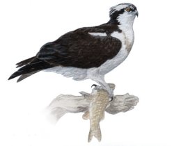 Osprey