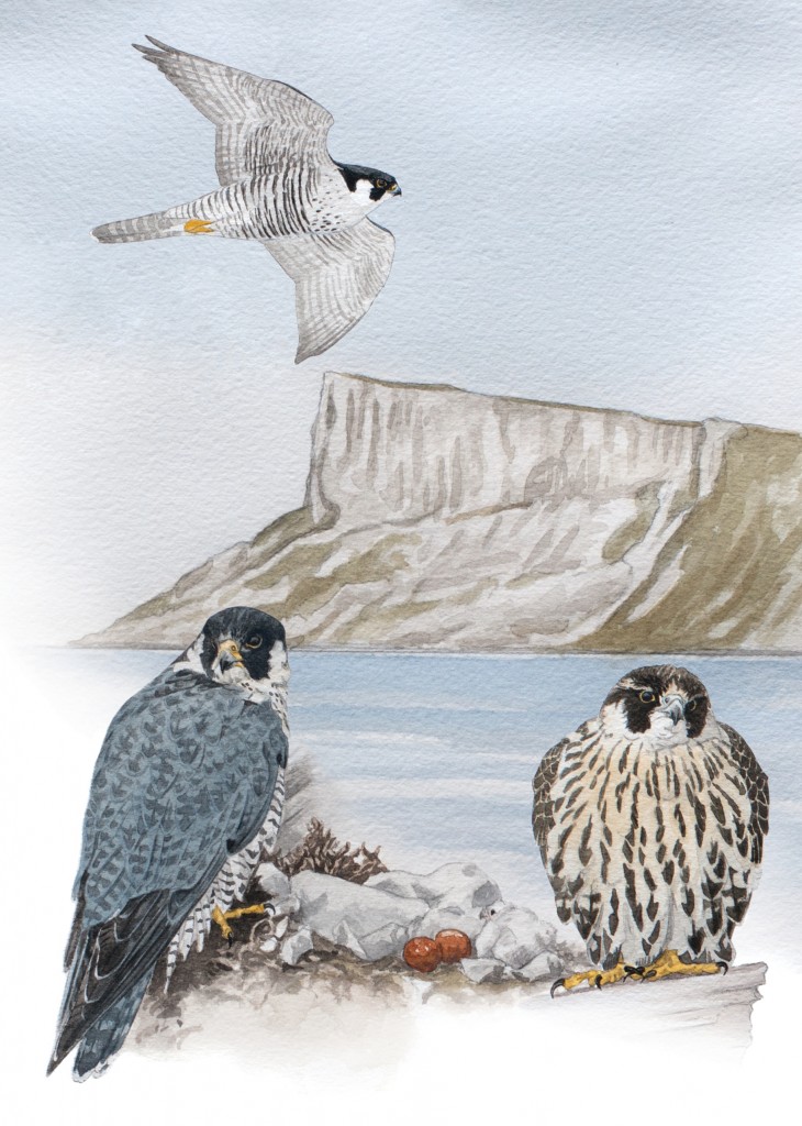 Peregrine Falcon