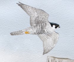 Peregrine Falcon