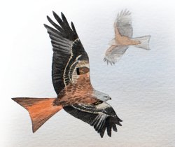 Red Kite