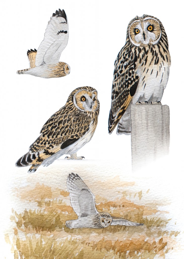 Short-eared Owl