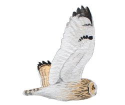 Short-eared Owl