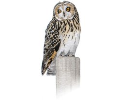 Short-eared Owl