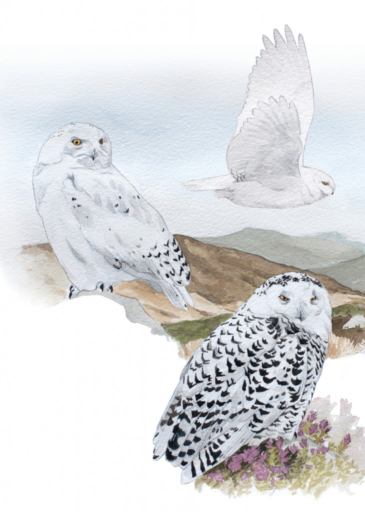 Snowy Owl