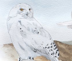 Snowy Owl