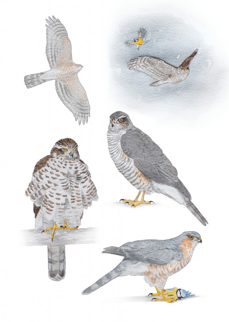 Sparrowhawk