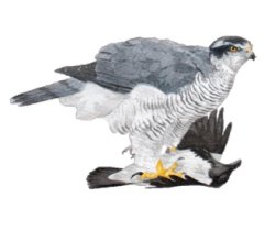 Goshawk