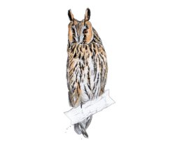 Long-eared Owl