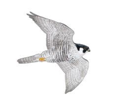 Peregrine Falcon