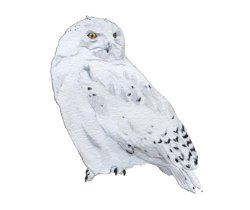 Snowy Owl