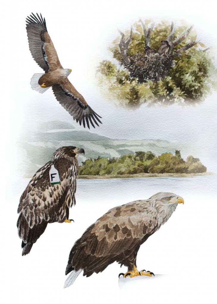 white tailed eagle