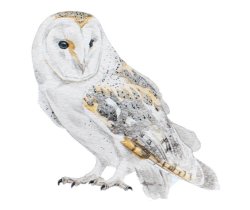 Barn Owl