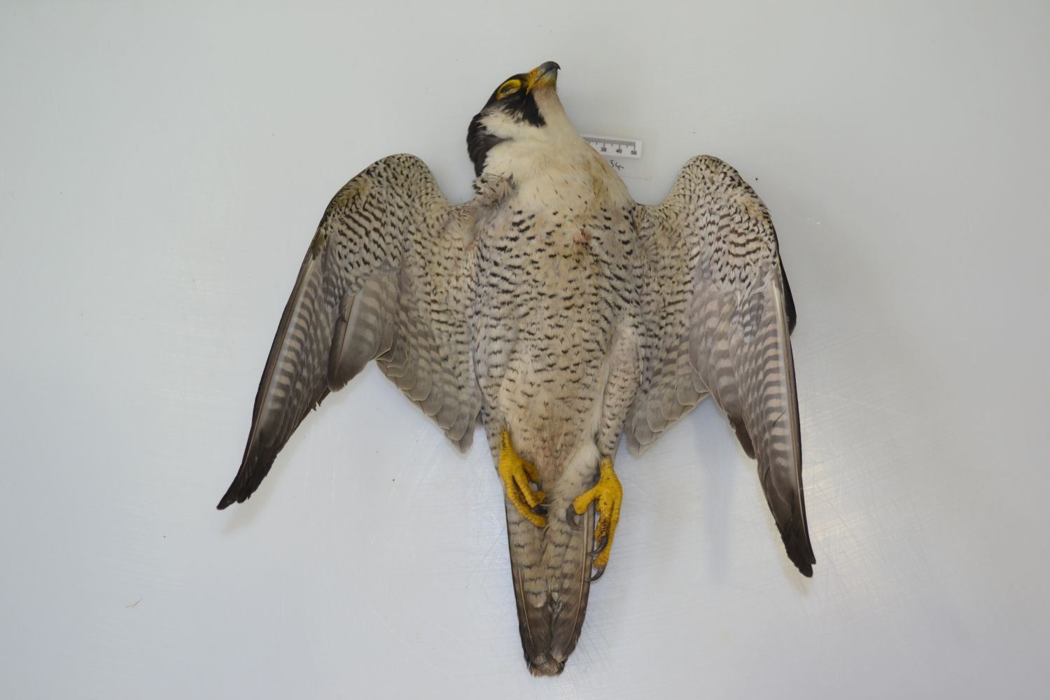 Peregrine Falcon 2