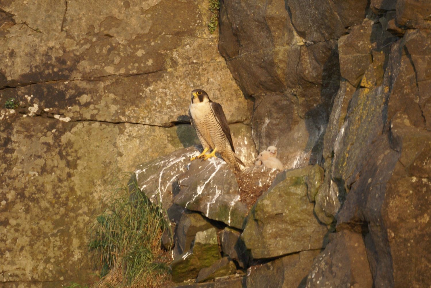 Peregrine on nest (c) Marc Ruddock