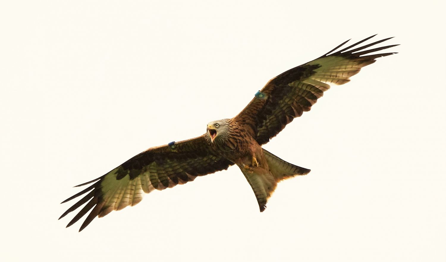 red kite chasing a buzzard away from its nest (c) Marc Ruddock