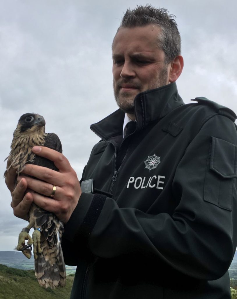 News | Northern Ireland Raptor Study Group | Monitoring & Protecting ...