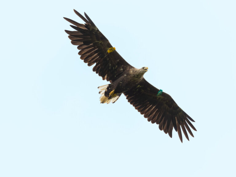 White-Tailed Eagles: First breeding pair confirmed in Northern Ireland ...